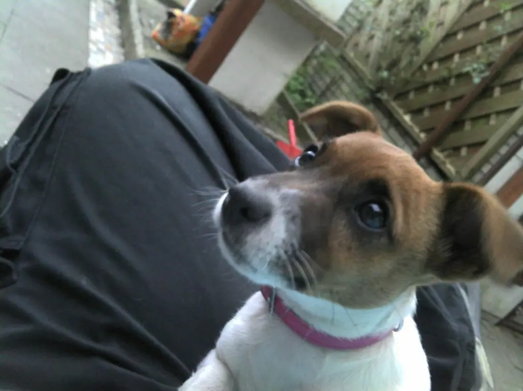 Image from Pünktchen