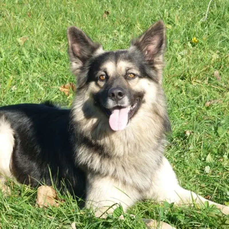 Condolence image of Susanne mit Rusty im Herzen