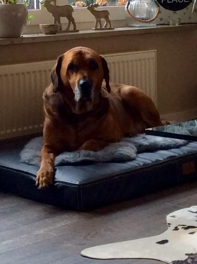 Condolence image of Sylke 