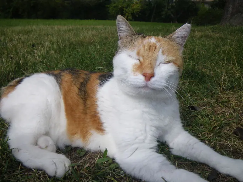 Condolence image of Sabine mit Mimmi im Herzen