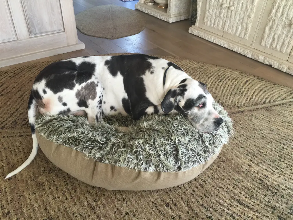 Condolence image of Esther mit Linu