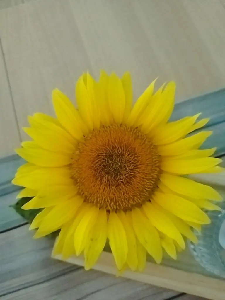 Andachtsbild von Phillis 