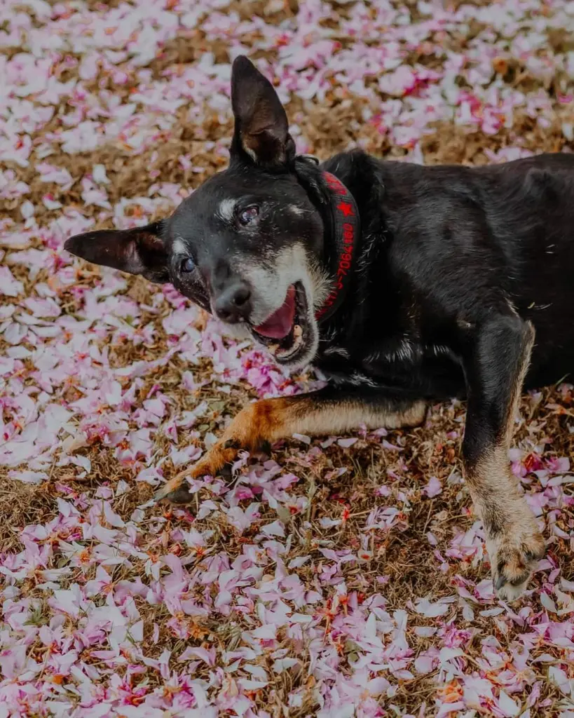 Andachtsbild von Dominik