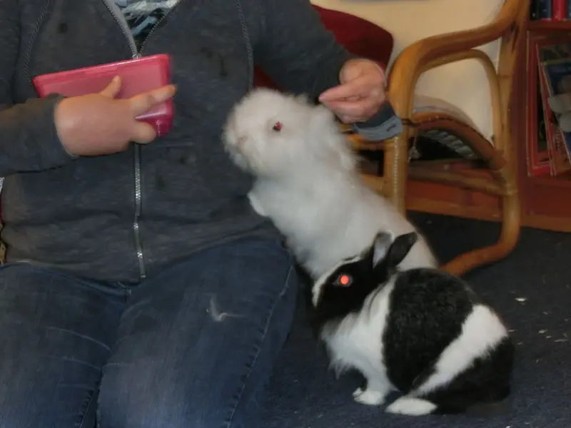 Image from Moppel the Whale