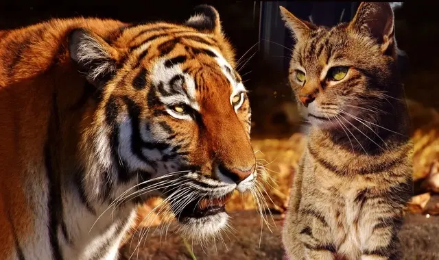 Condolence image of Moni 