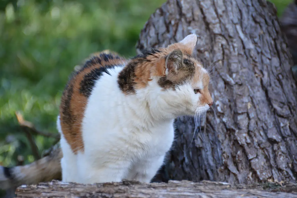 Condolence image of Sabine mit Mimmi im Herzen