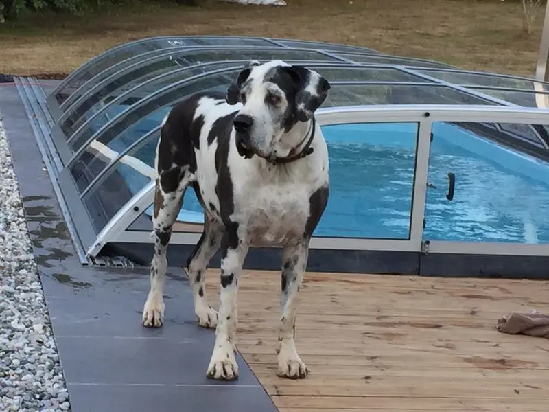 Condolence image of Esther mit Linu