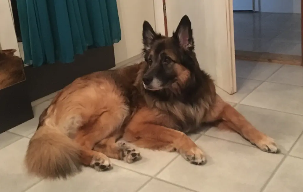 Condolence image of Safiye 