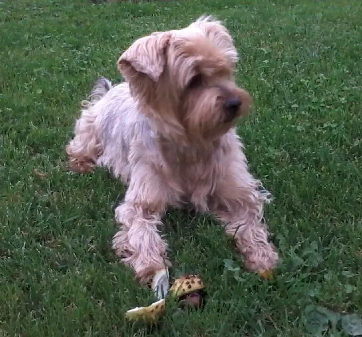 Andachtsbild von Ewa & Krzysztof mit Jacki tief im Herzen❤️