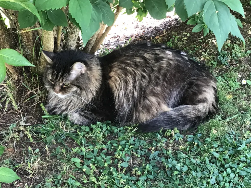 Andachtsbild von Nicole mit Roxy