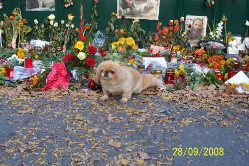 Image from SINA