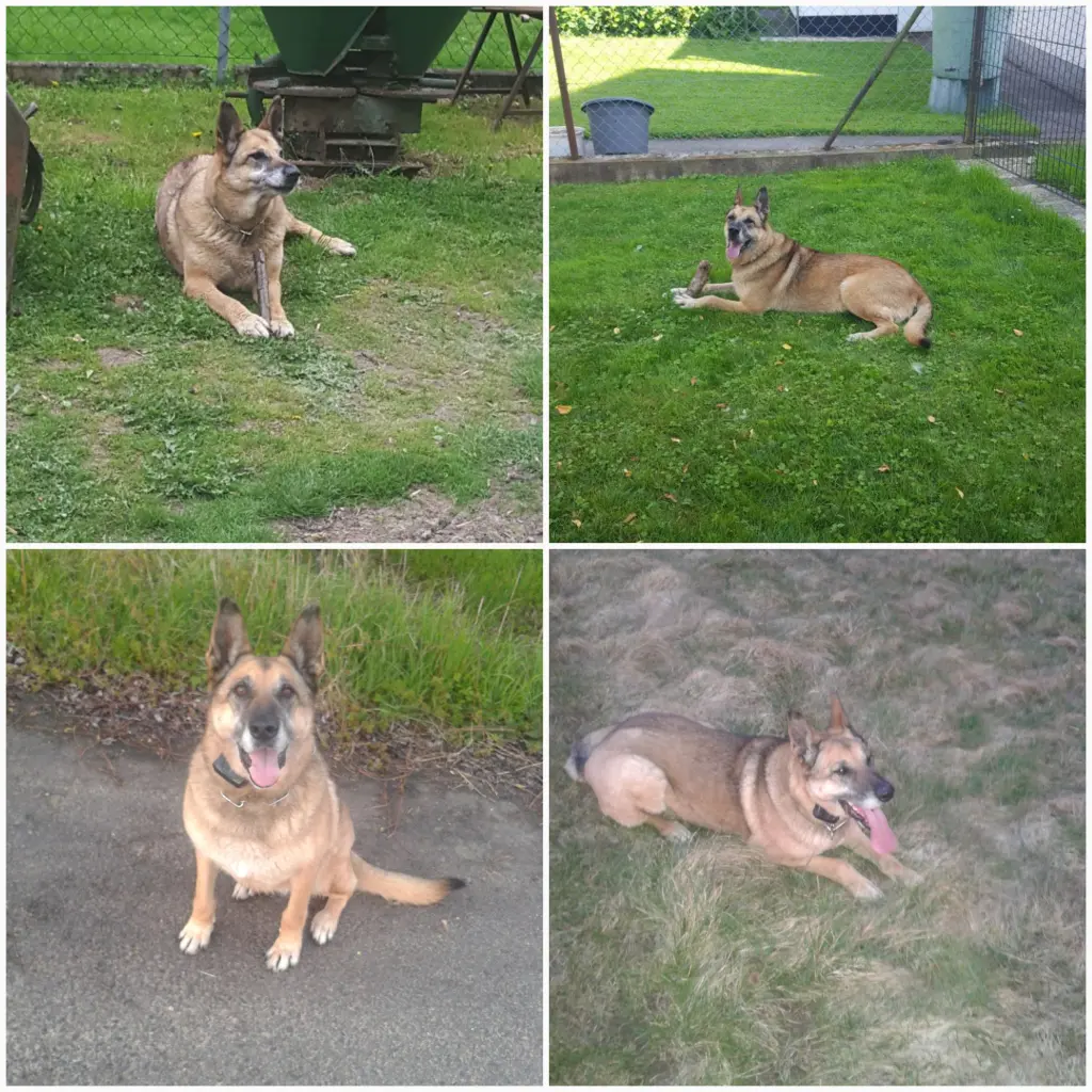 Condolence image of Claudia m. TARA im Herzen