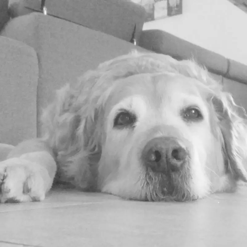 Condolence image of Micha mit Cäsar im Herzen