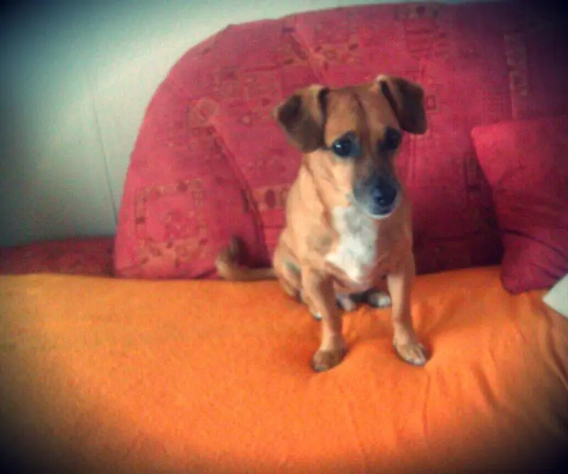 Condolence image of Ilona mit Sparky im Herzen