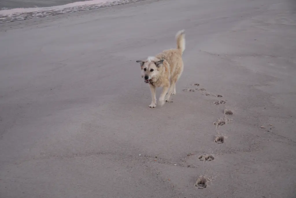 Condolence image of Dagmar