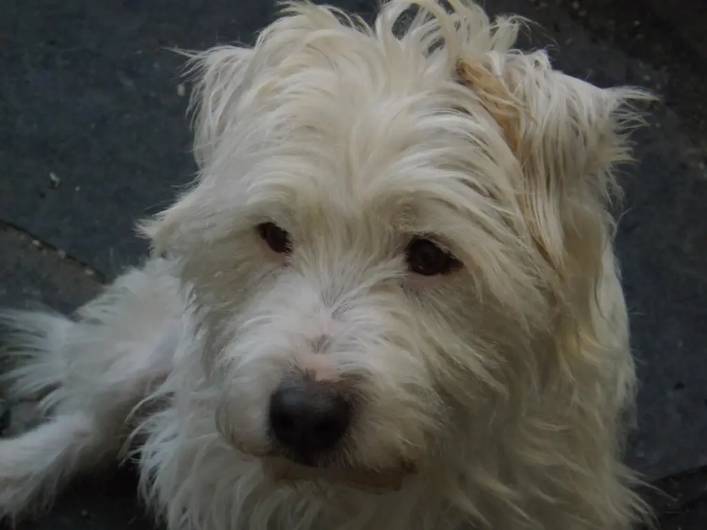 Condolence image of Gesine mit Firlefanz immer im Herzen