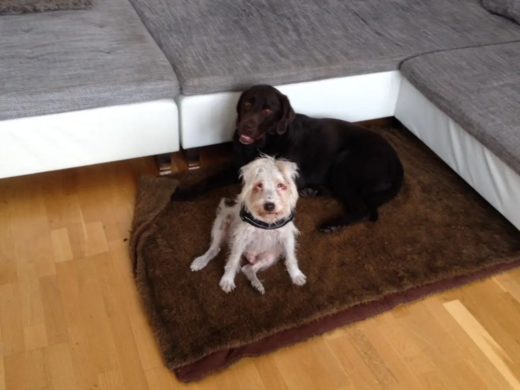 Condolence image of Gesine