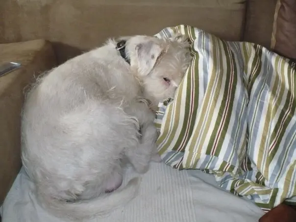 Condolence image of Gesine mit Firlefanz tief im Herzen