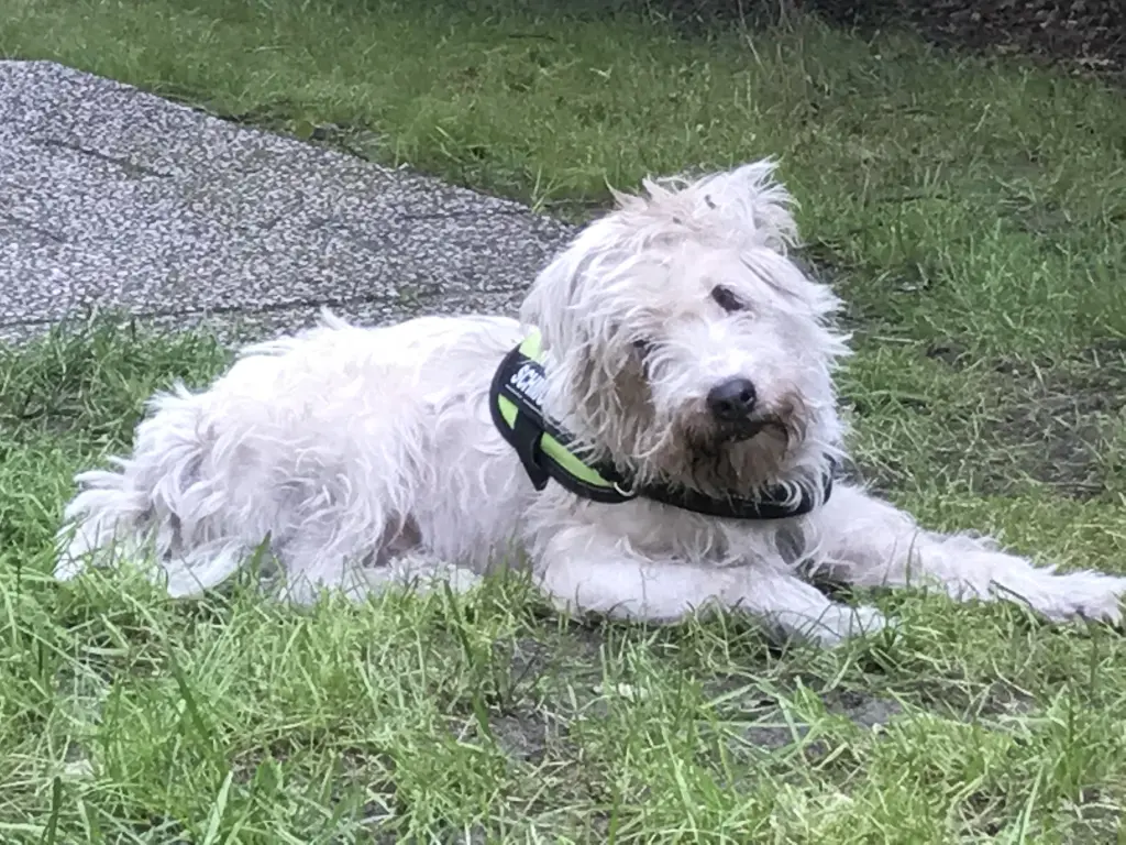 Image from Firlefanz