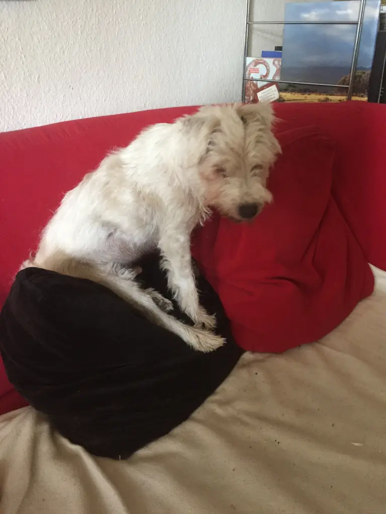 Image from Firlefanz