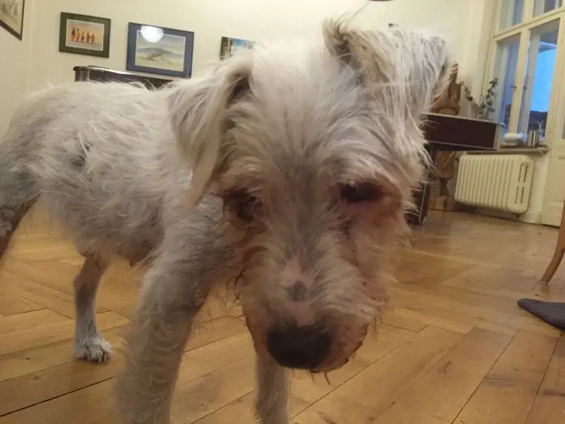 Image from Firlefanz