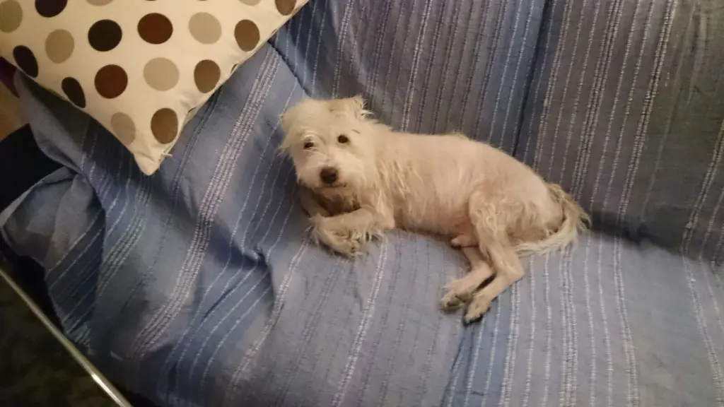 Image from Firlefanz