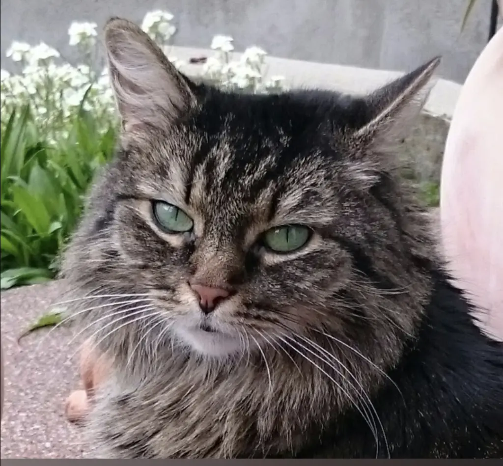 Andachtsbild von Nicole mit Roxy 