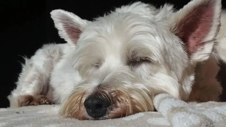 Condolence image of Anita