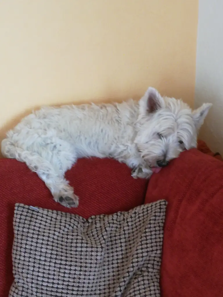 Condolence image of Anita