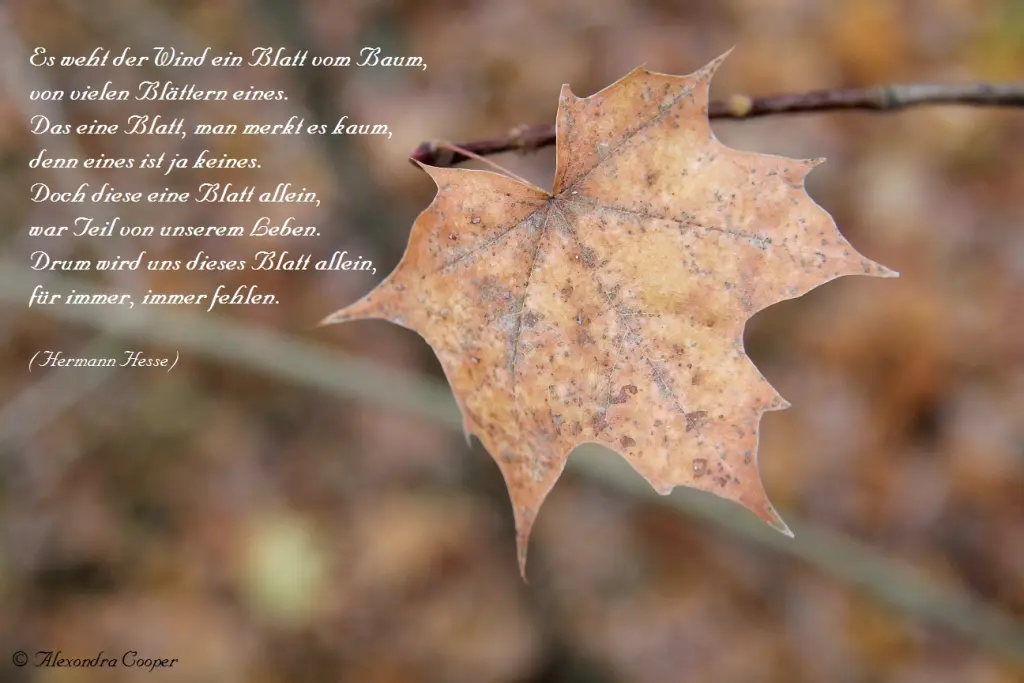 Condolence image of Sven Reich