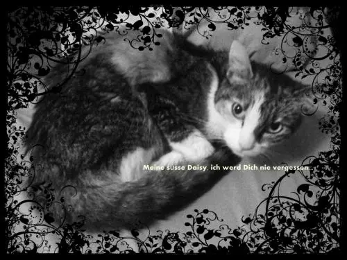 Image from Daisy