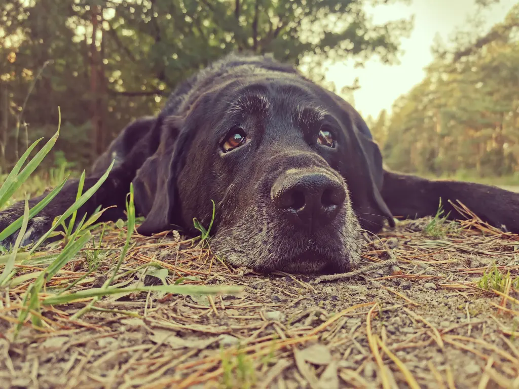 Condolence image of Melanie