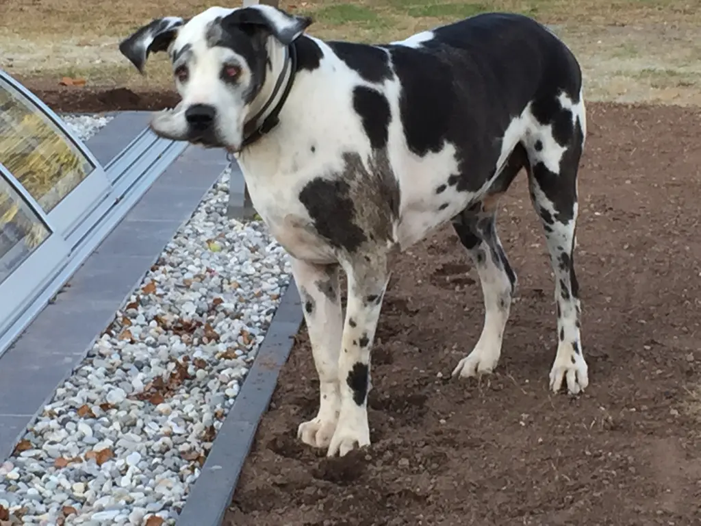 Condolence image of Esther mit Linu