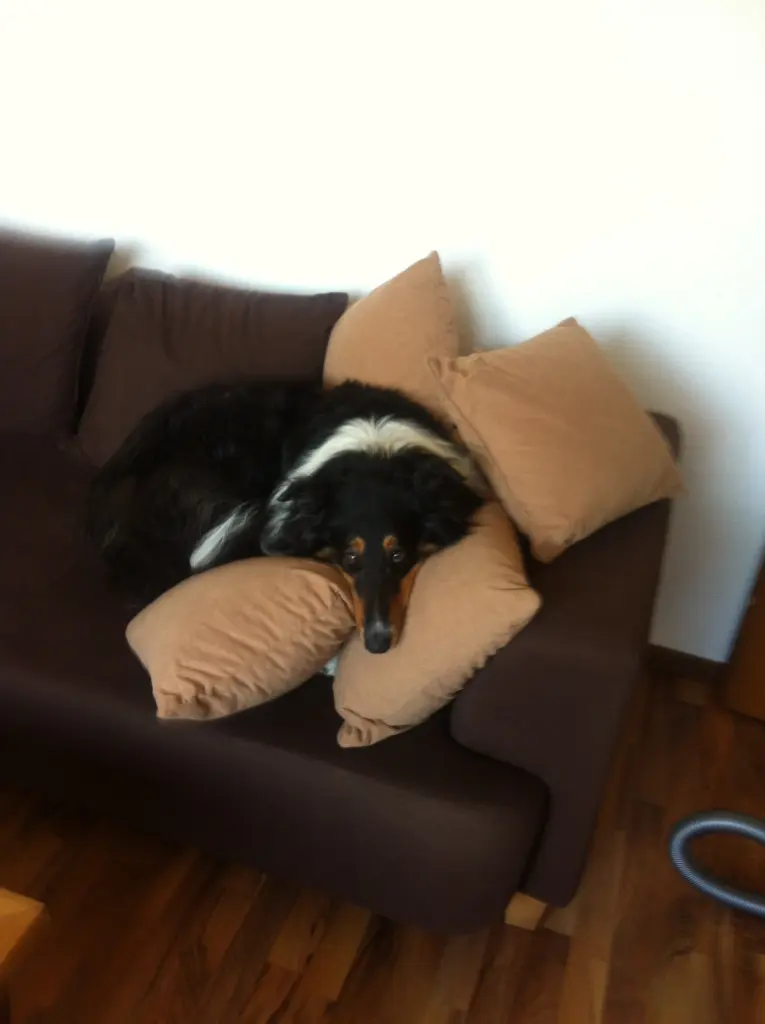 Image from Leika