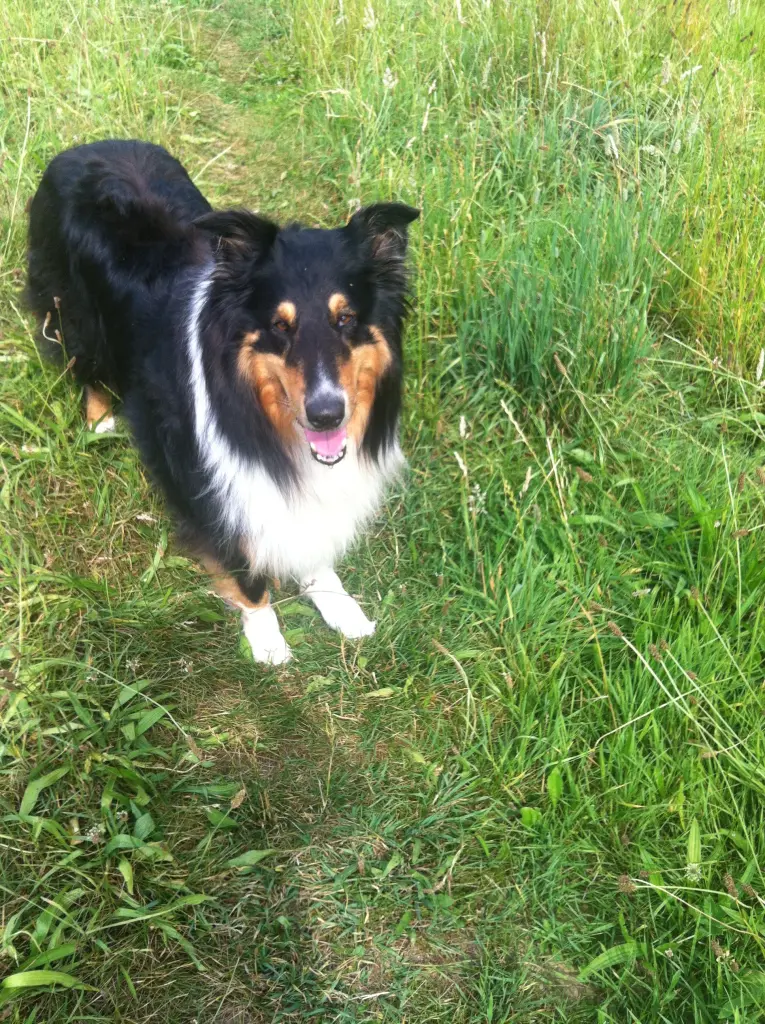 Image from Leika
