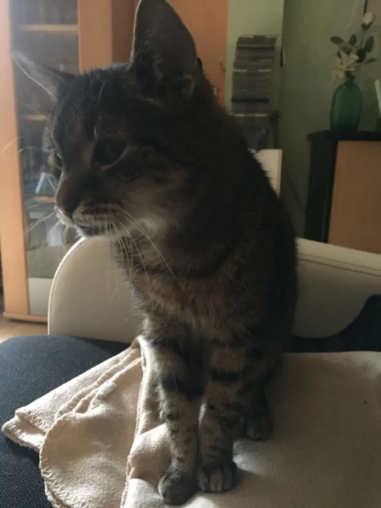 Image from Gismo