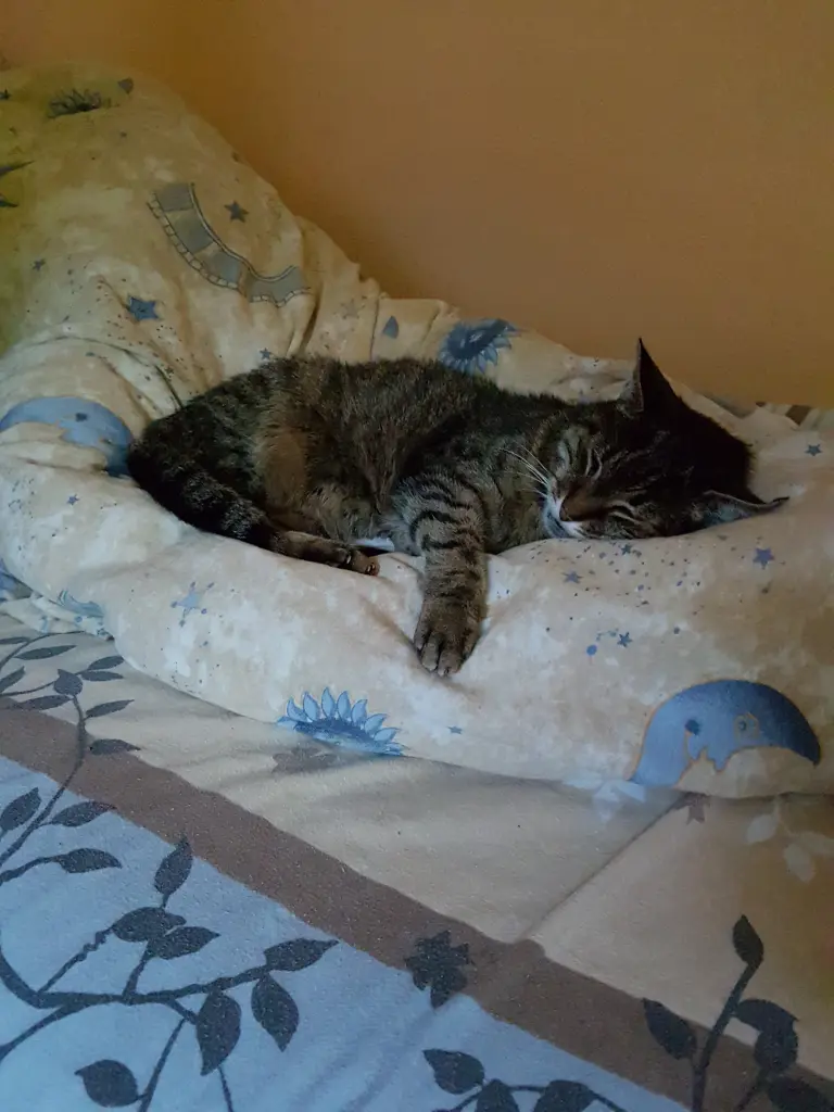 Image from Gismo