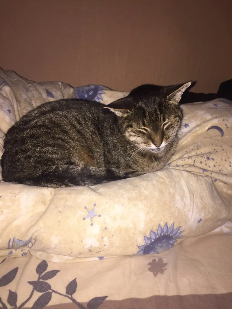 Image from Gismo