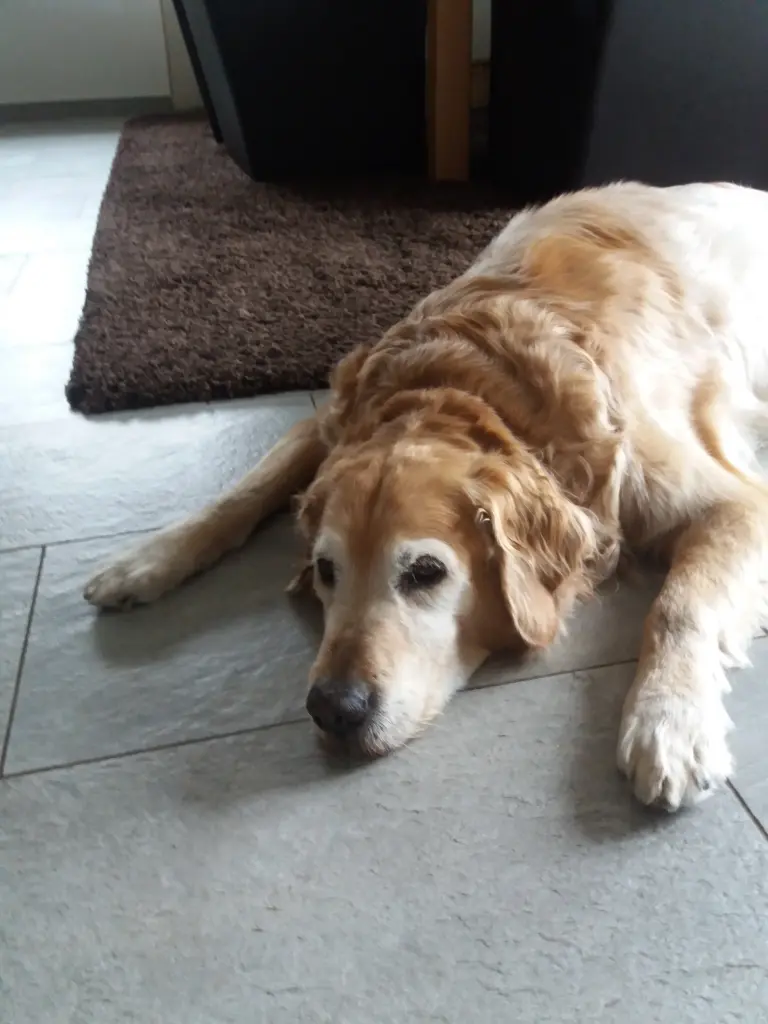 Condolence image of Micha mit Cäsar im Herzen