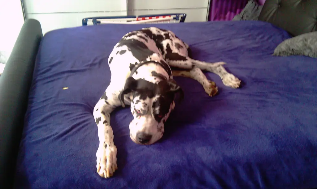 Condolence image of Daniela mit Sniper im Herzen