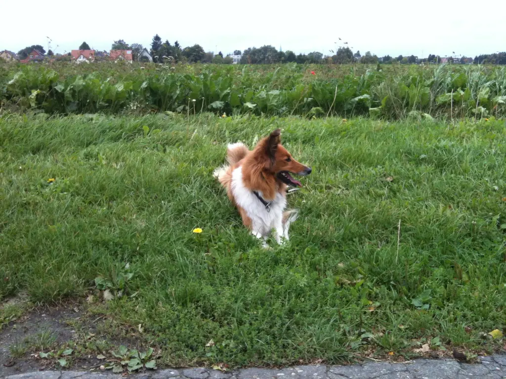 Condolence image of Katharina mit Merle im Herzen