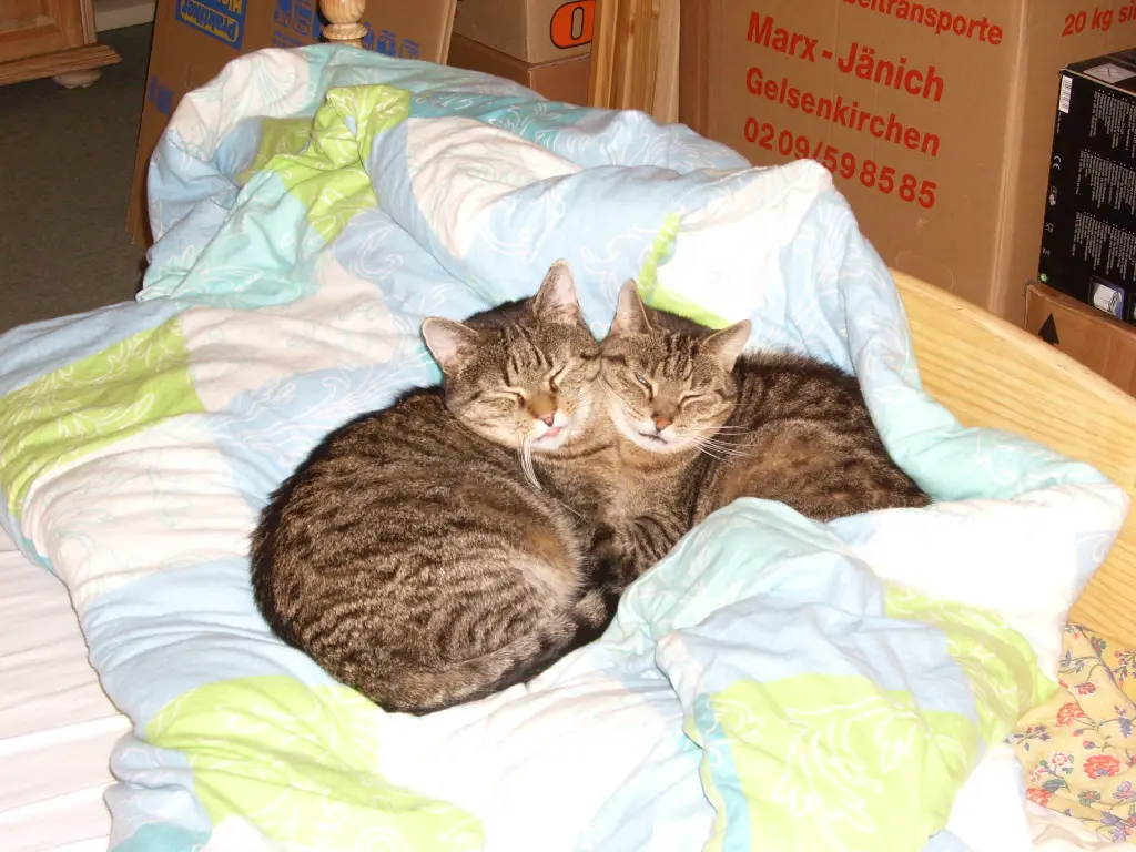 Image from Moritz