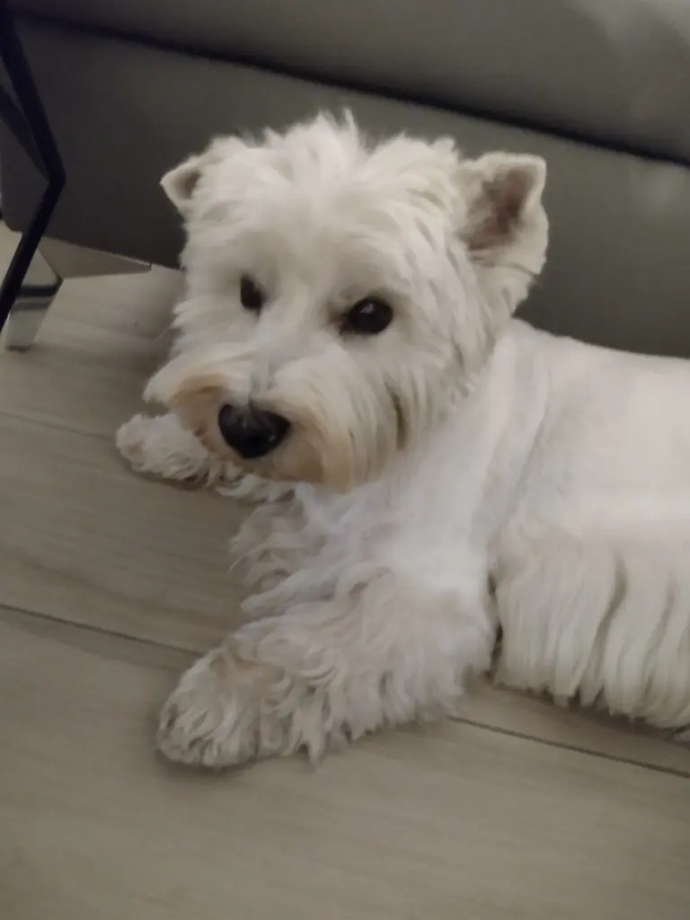 Andachtsbild von Monika, Merlin u Quincy+