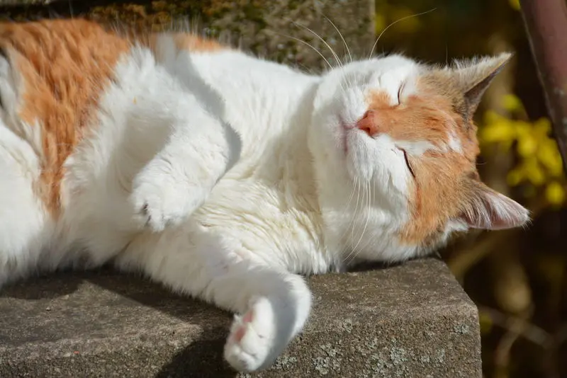 Condolence image of Sabine mit Mimmi im Herzen
