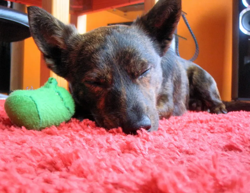 Condolence image of Mel mit Luni & Pepe tief im Herzen