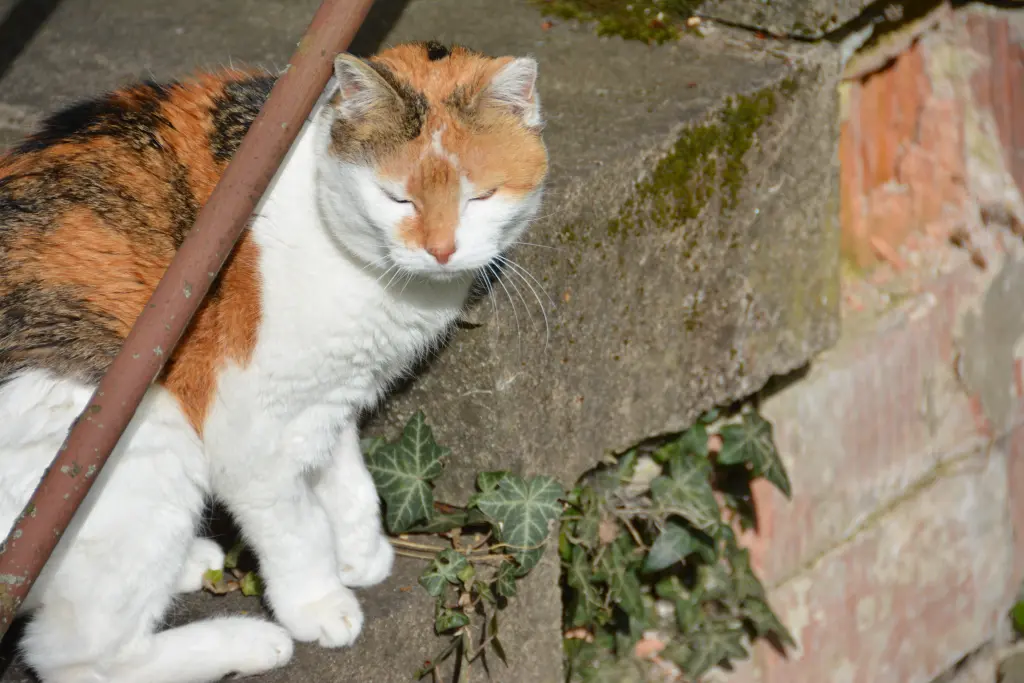 Condolence image of Sabine mit Mimmi im Herzen