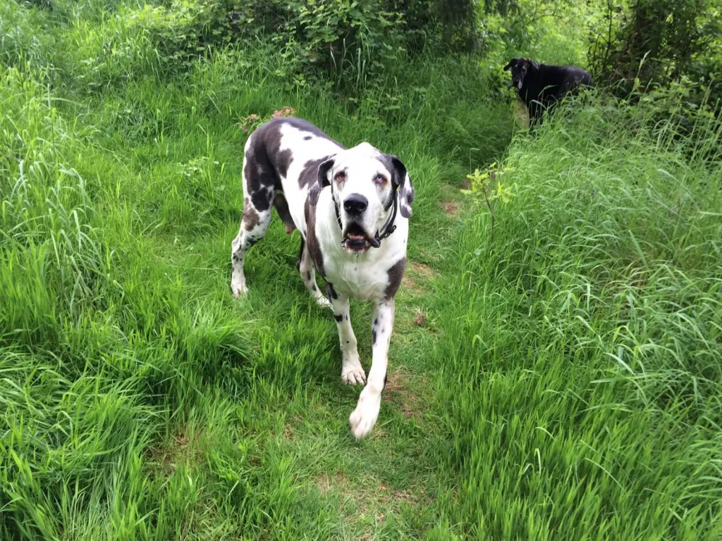 Condolence image of Esther mit Linu