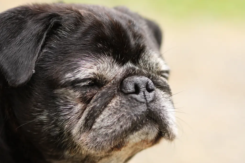 Condolence image of Cornelia mit Bruno & Barni im Herzen