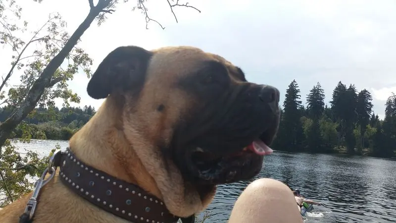 Image from Bullfried