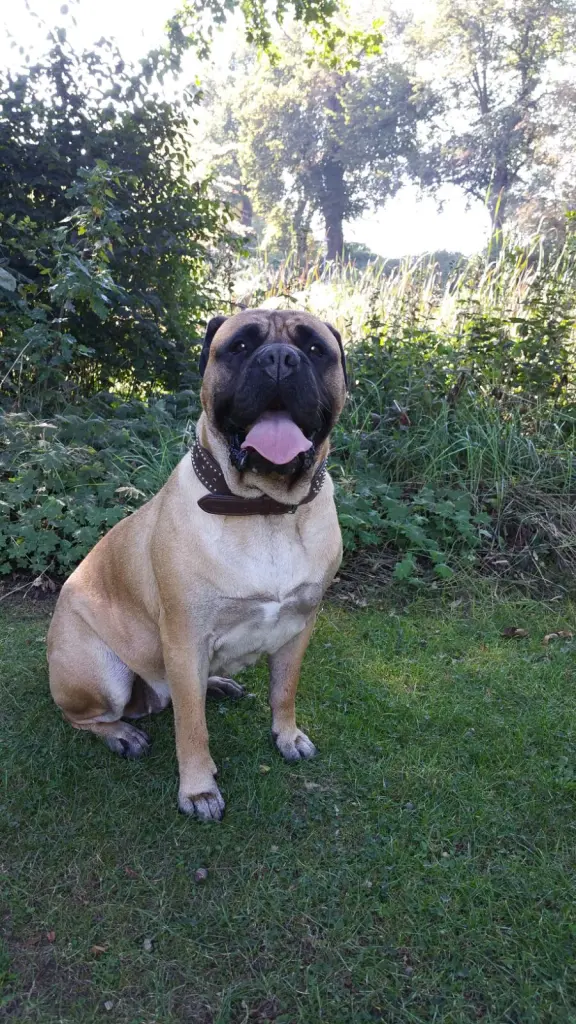 Image from Bullfried